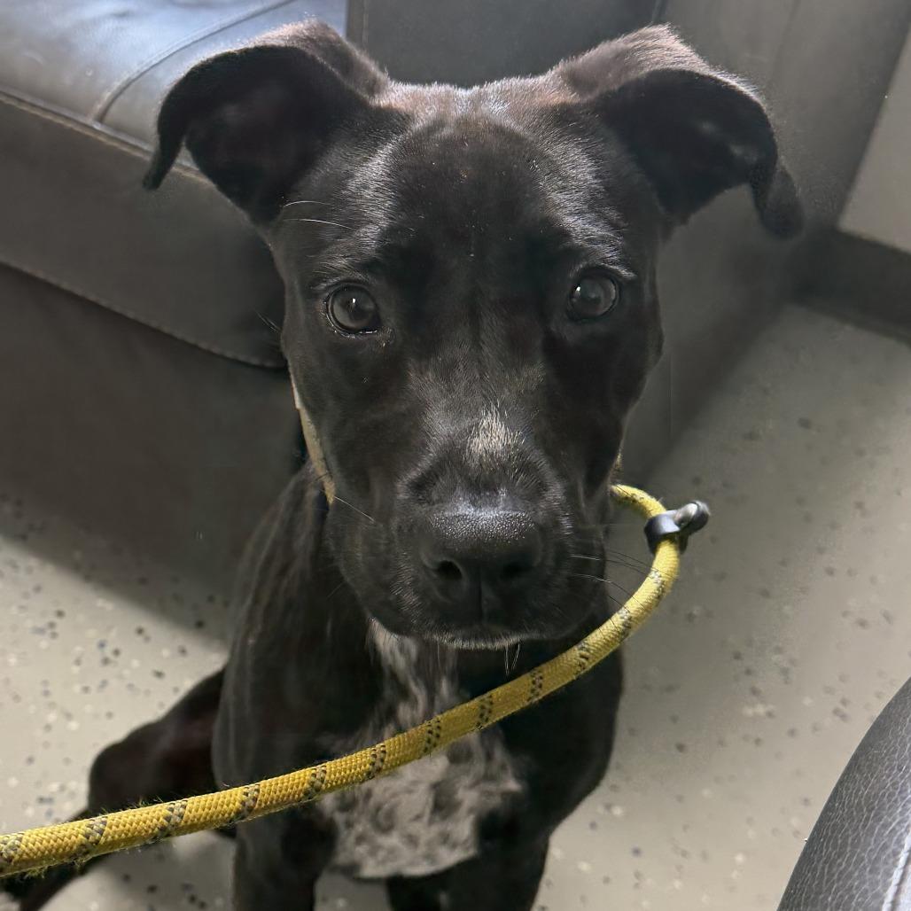 Amelia, a Adoptable Terrier in Marion, VA image 1/2
