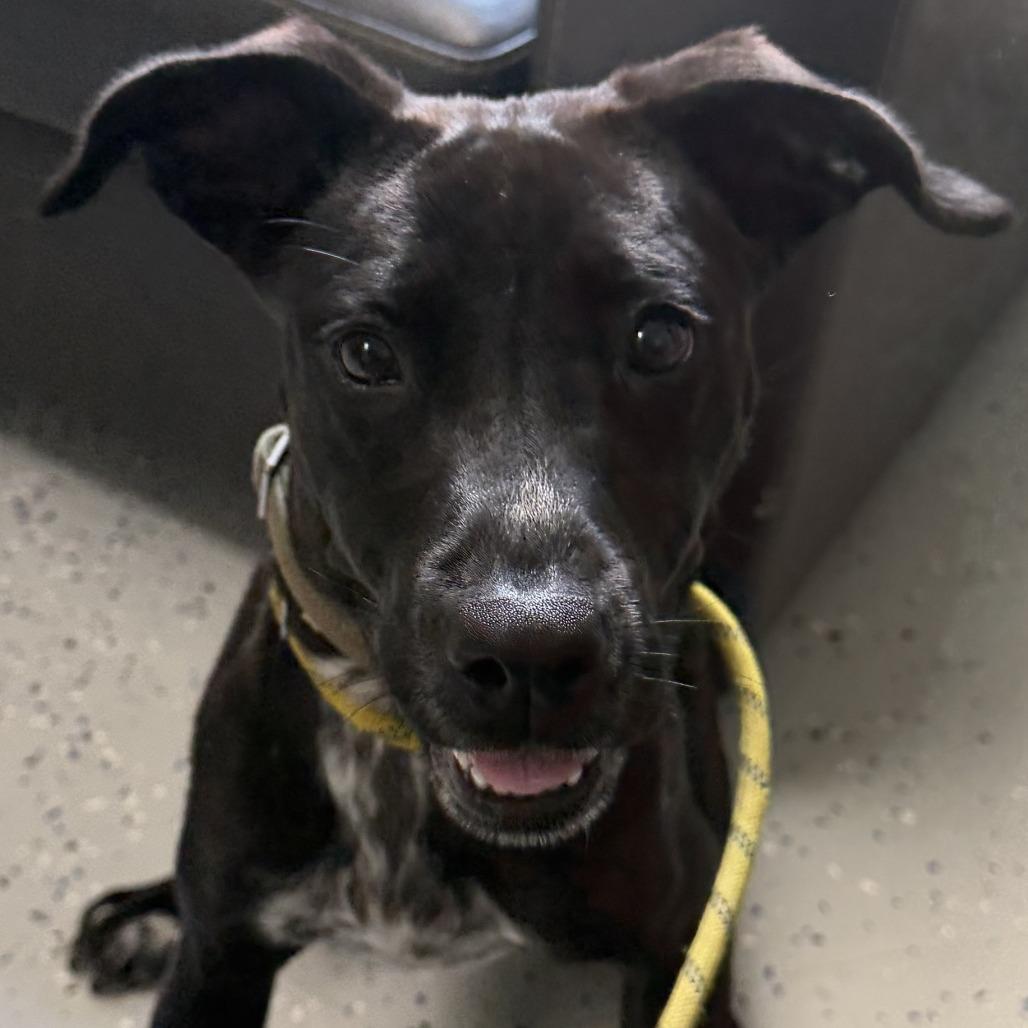 Amelia, a Adoptable Terrier in Marion, VA image 2/2