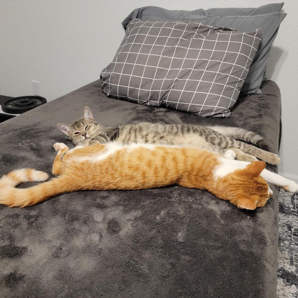 Enlarge Jack, an adopted mixed breed in Ocala, FL image 2/2