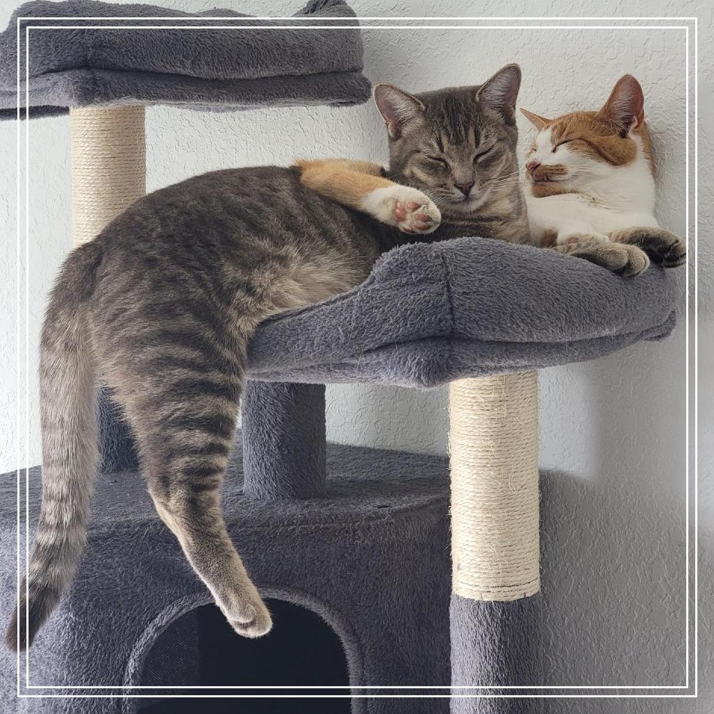 Jack, adopted, Young Male Domestic Short Hair & Tabby.