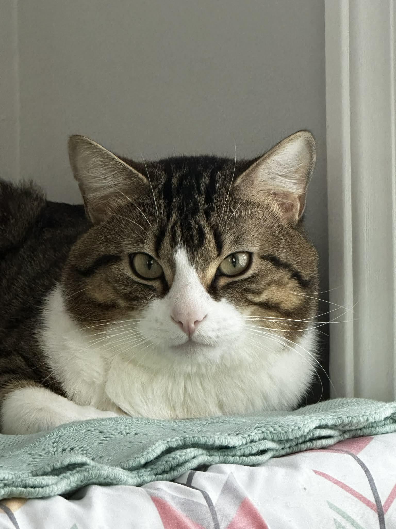 Sushi, an adoption pending Tiger in New Bedford, MA image 2/5