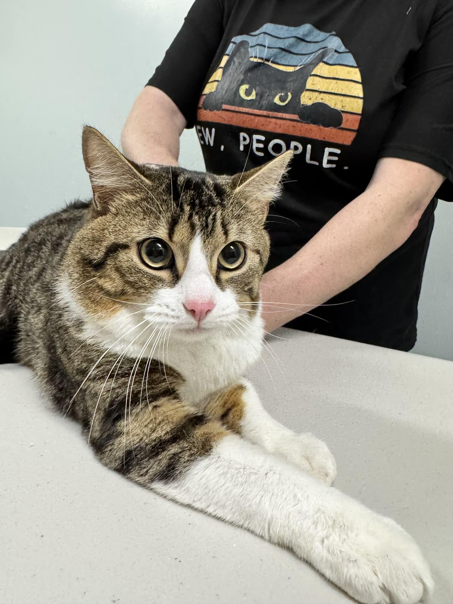 Sushi, an adoption pending Tiger in New Bedford, MA image 3/5