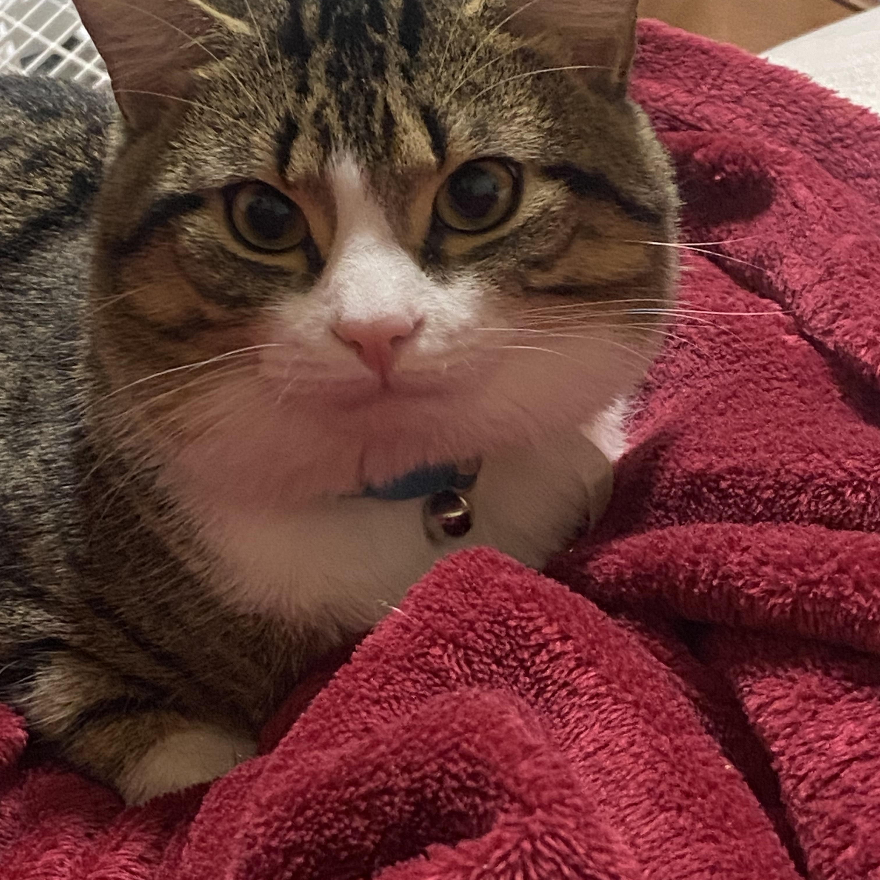 Sushi, an adoption pending Tiger in New Bedford, MA image 5/5