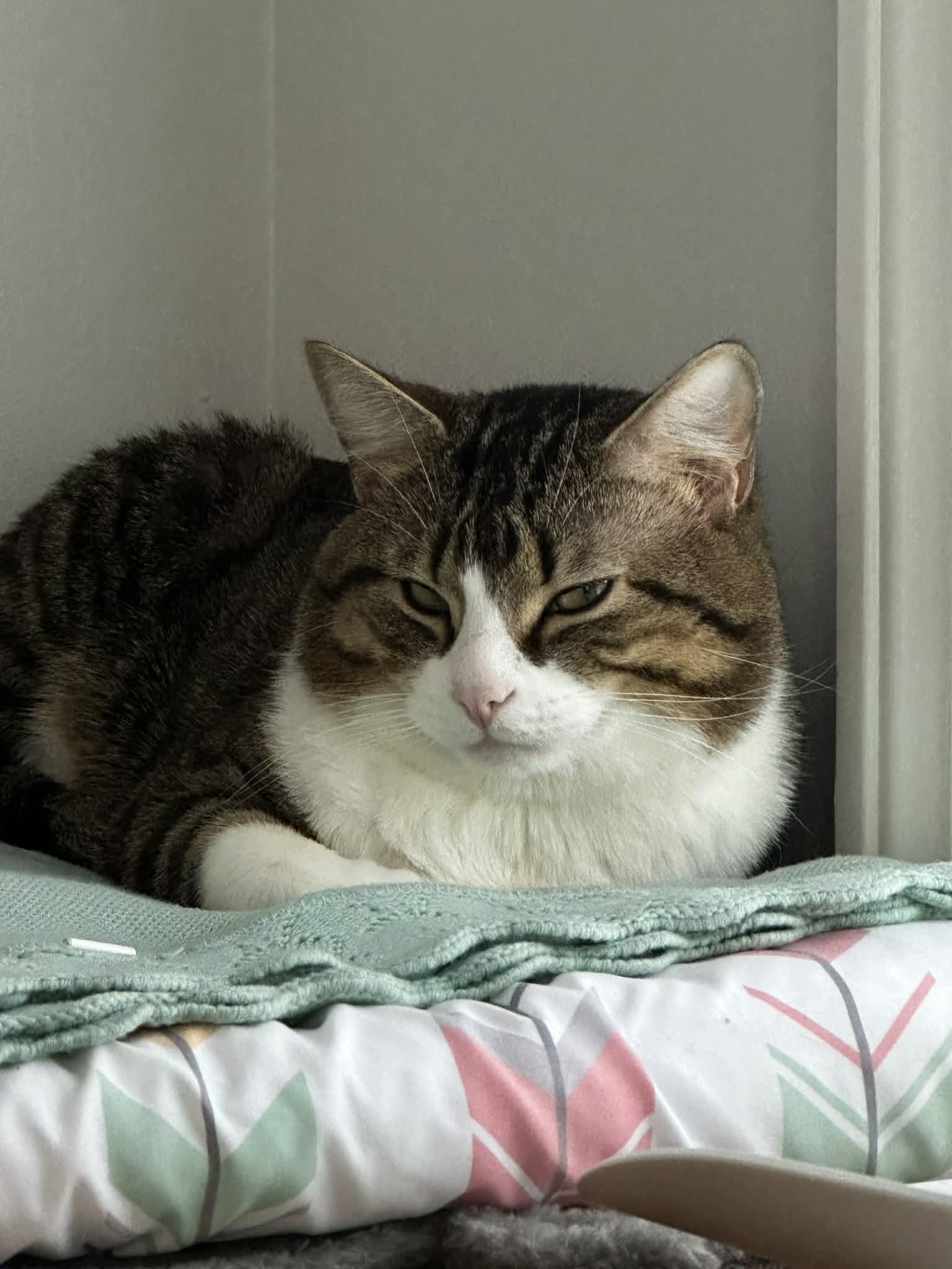 Sushi, an adoption pending Tiger in New Bedford, MA image 4/5