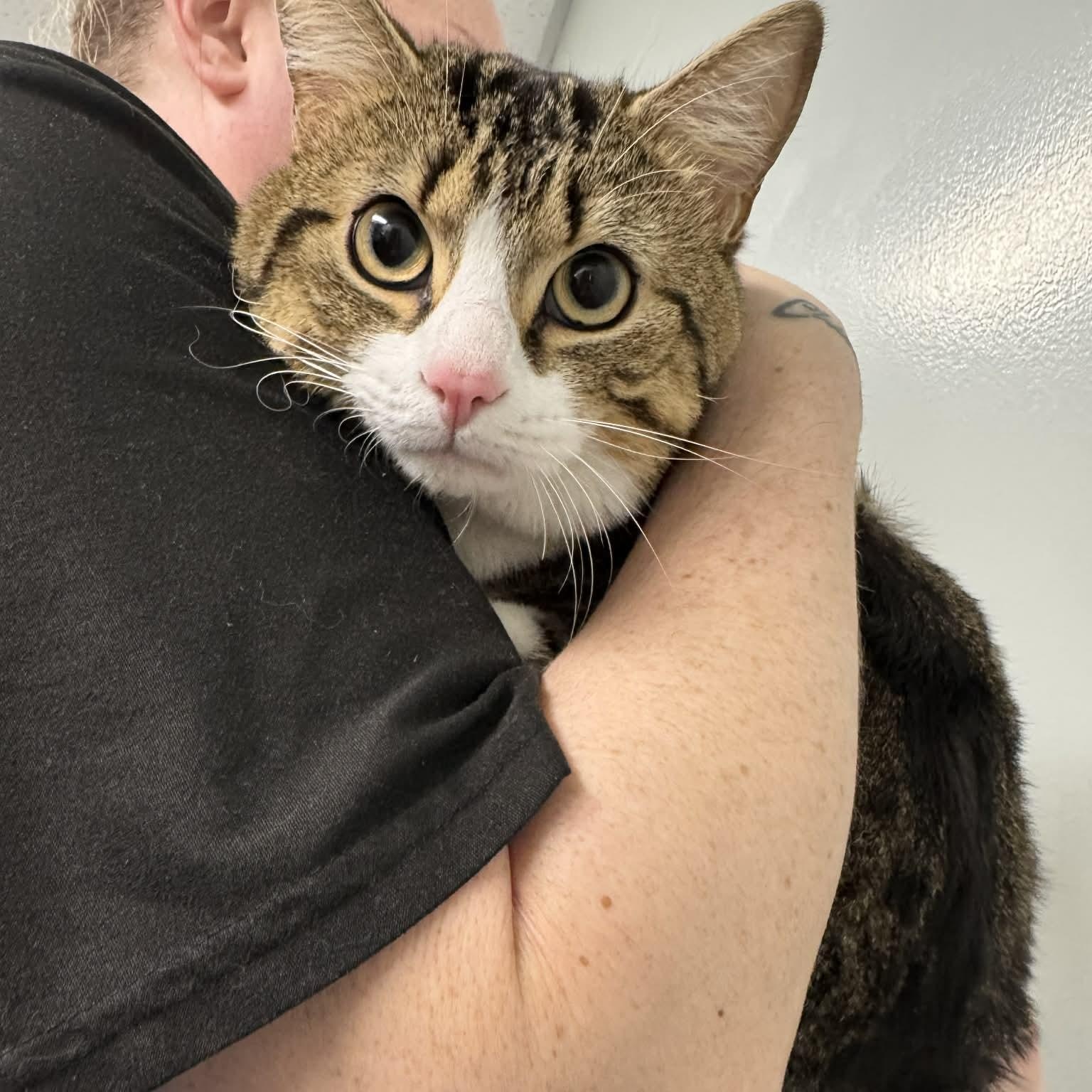 Sushi, ADOPTABLE, Young Male Tiger.