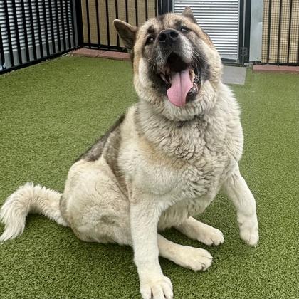 Hachi, Adoptable, Adult Female Akita & Mixed Breed.