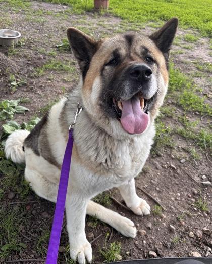 Enlarge Hachi, a Adoptable mixed breed in Merriam, KS image 2/3