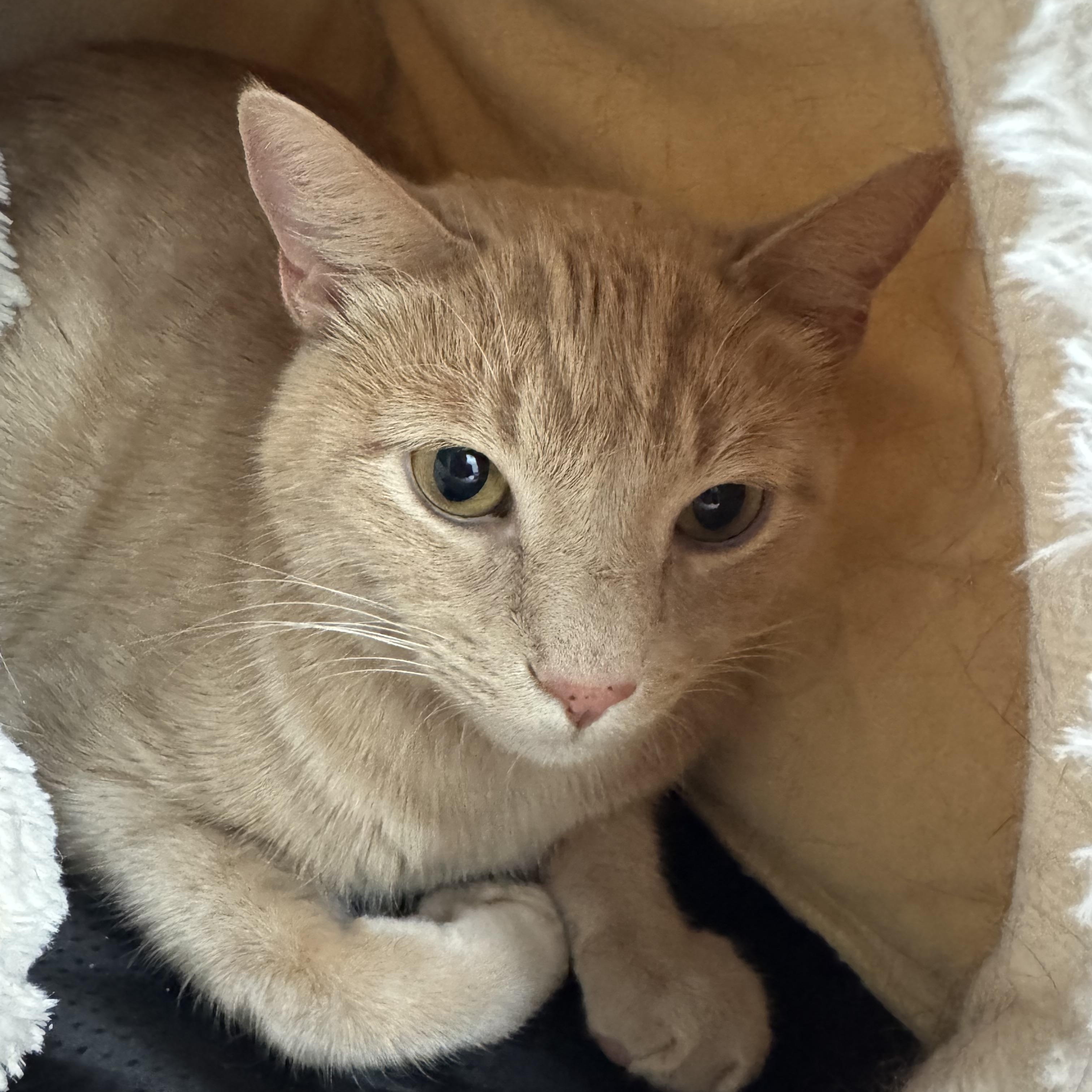 Romeo, a Adoptable Domestic Short Hair in Crystal Lake, IL image 1/2