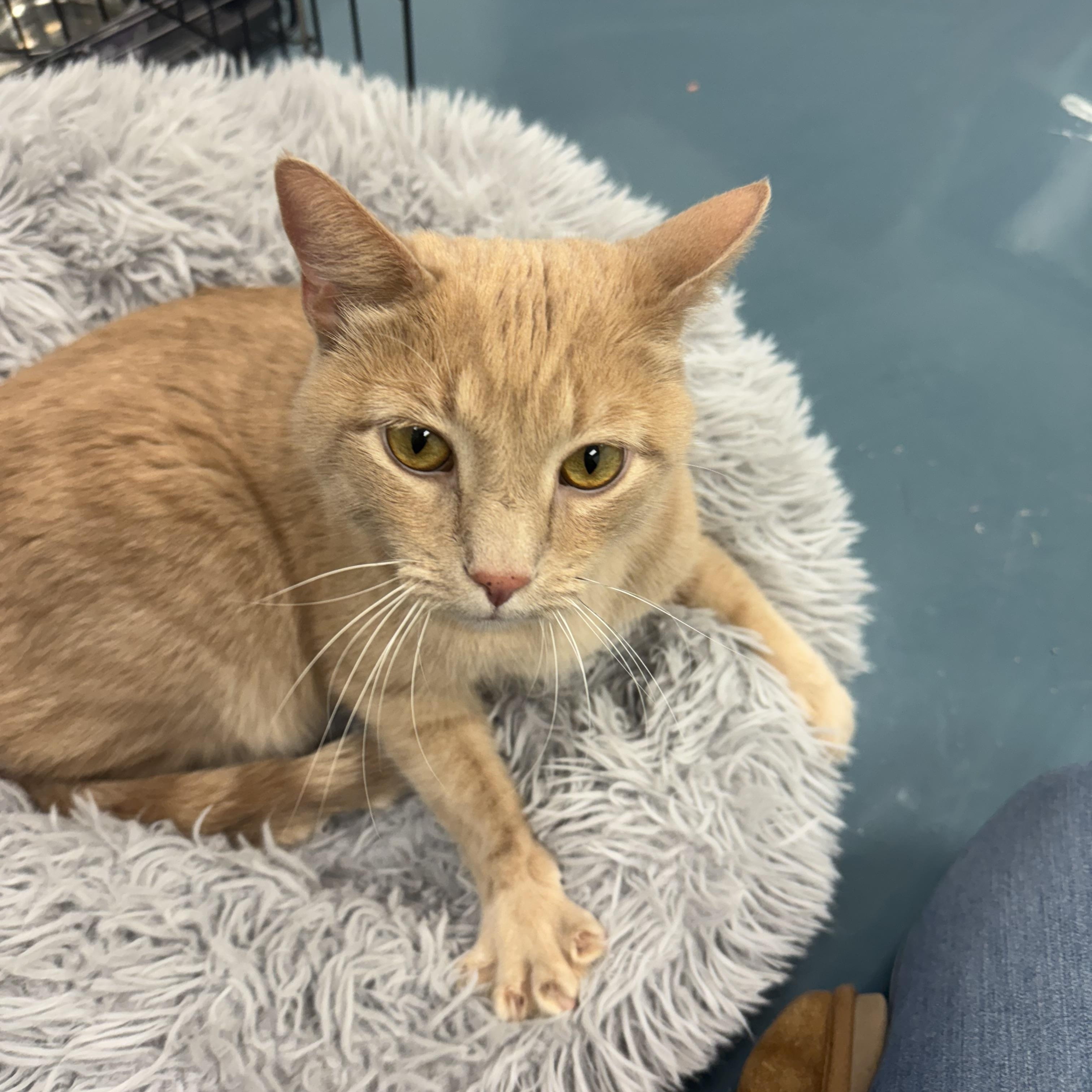 Romeo, a Adoptable Domestic Short Hair in Crystal Lake, IL image 2/2