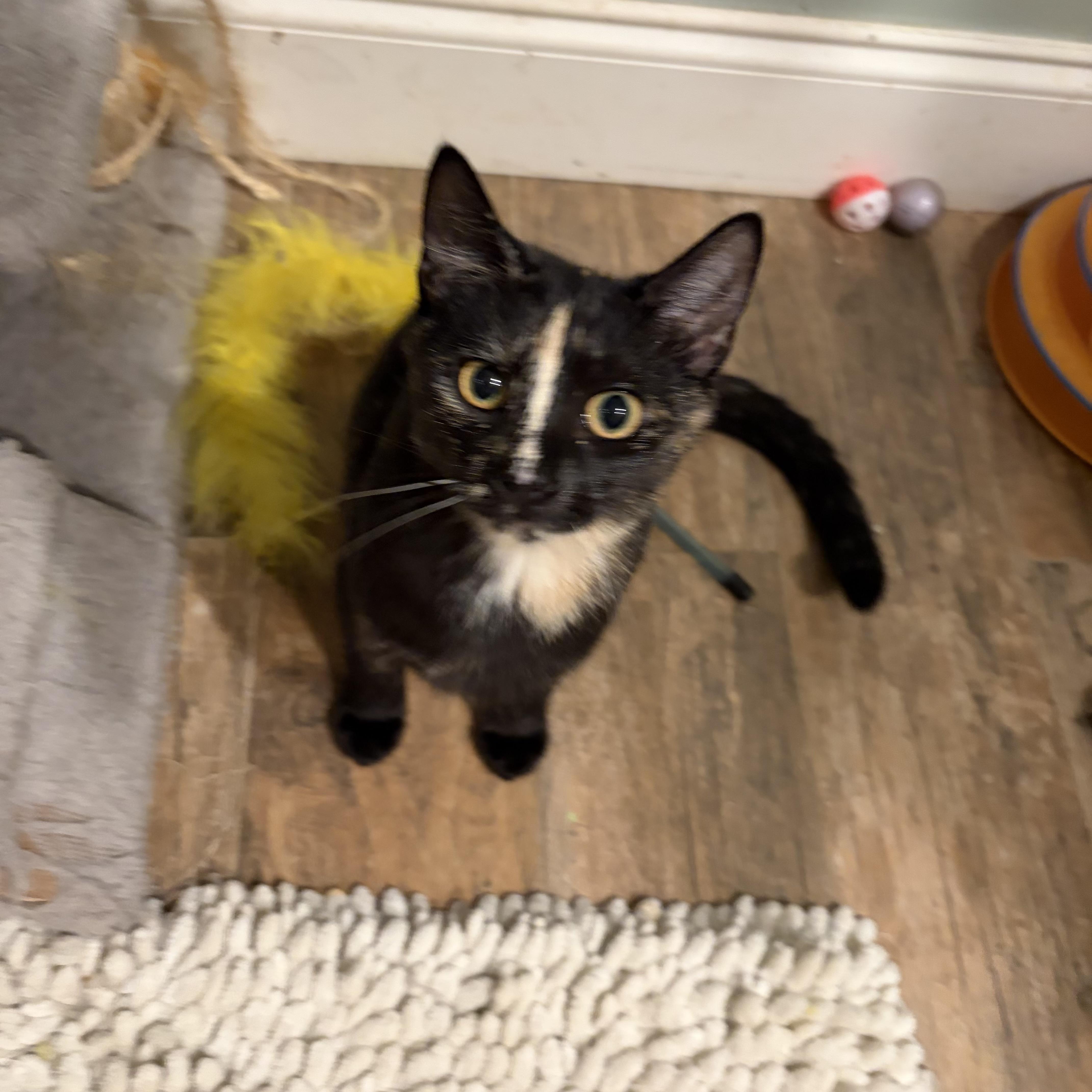 Midge, Adopted, Kitten Female Tortoiseshell.