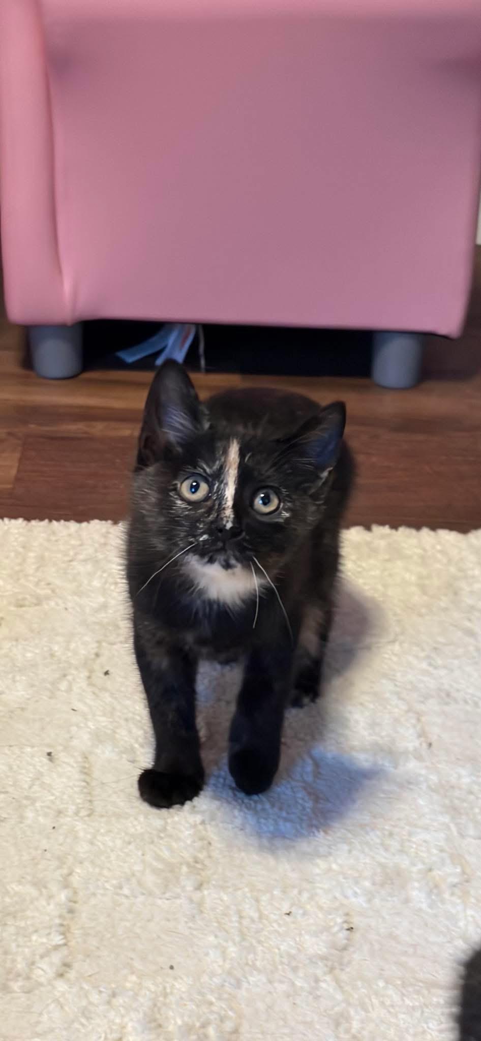 Enlarge Midge, a ADOPTABLE Tortoiseshell in Brick, NJ image 1/2