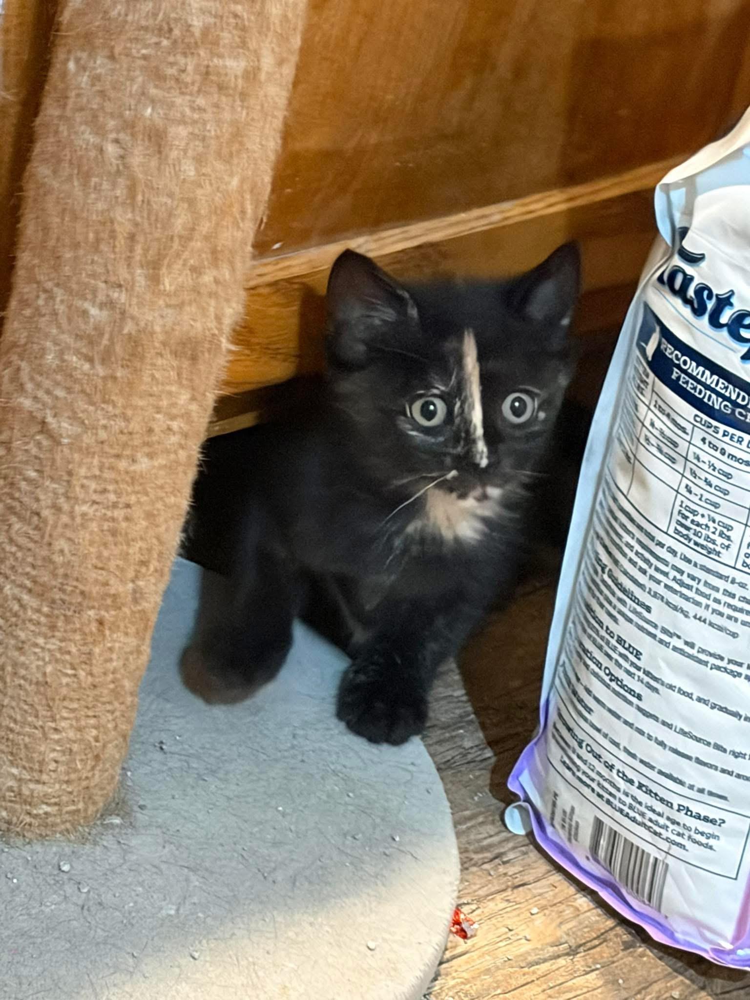 Enlarge Midge, a ADOPTABLE Tortoiseshell in Brick, NJ image 2/2