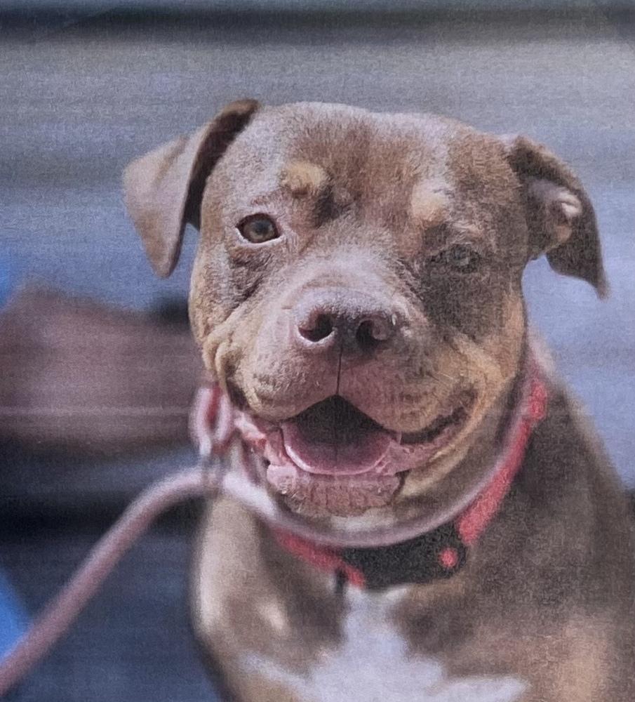 Enlarge Bry, a Adoptable Mixed Breed in Fort Madison, IA image 1/1