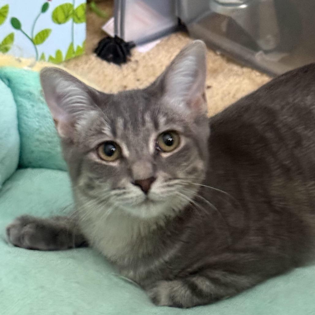 Enlarge May, a Adoptable Domestic Short Hair in Mount Laurel, NJ image 2/3