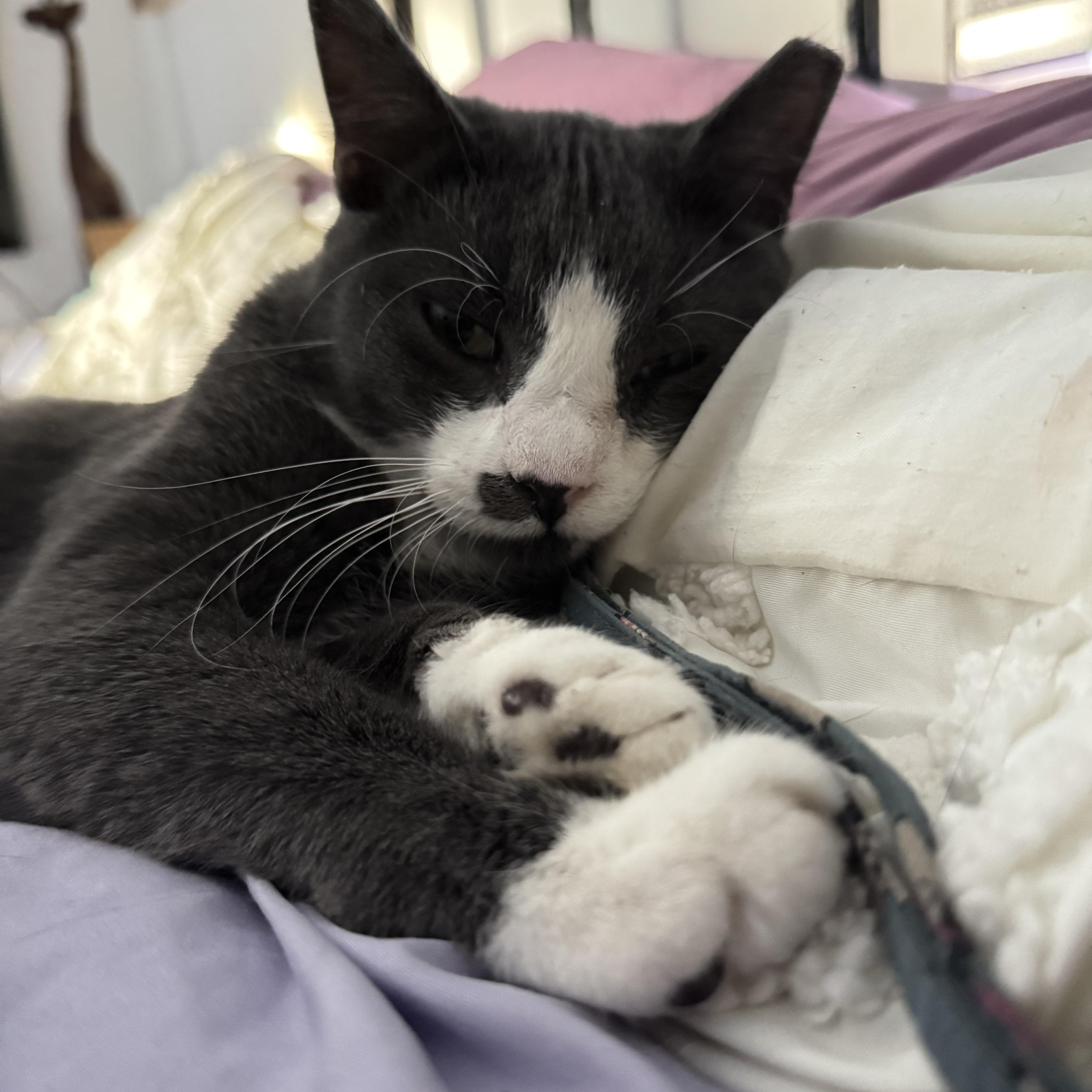 Kitty, ADOPTABLE, Young Male Domestic Short Hair.