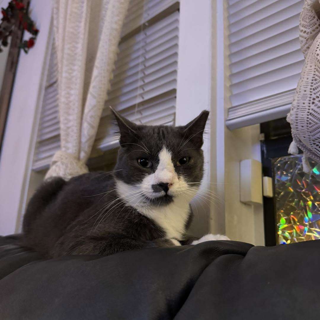 Enlarge Kitty, a ADOPTABLE Domestic Short Hair in largo, FL image 2/4
