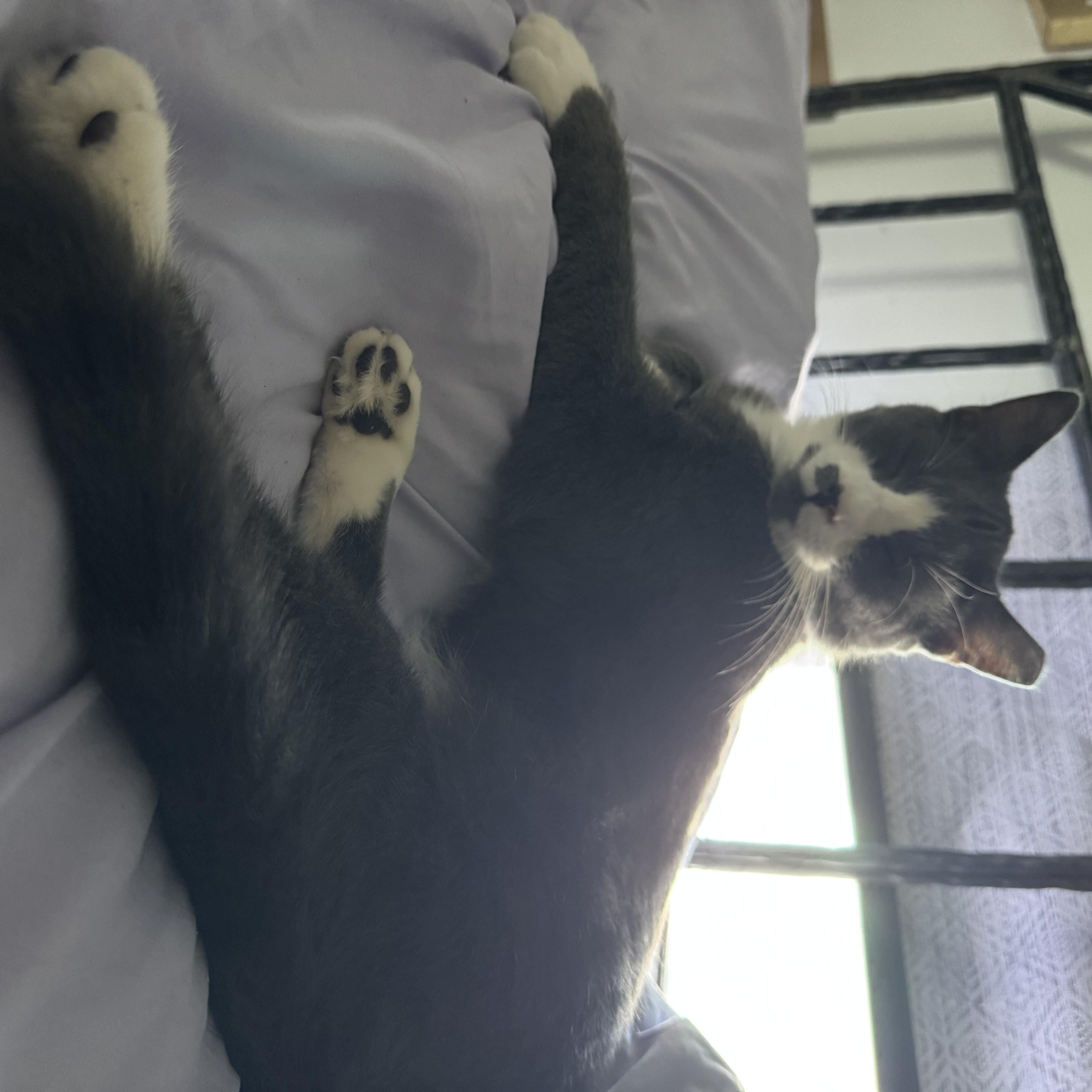 Enlarge Kitty, a ADOPTABLE Domestic Short Hair in largo, FL image 4/4
