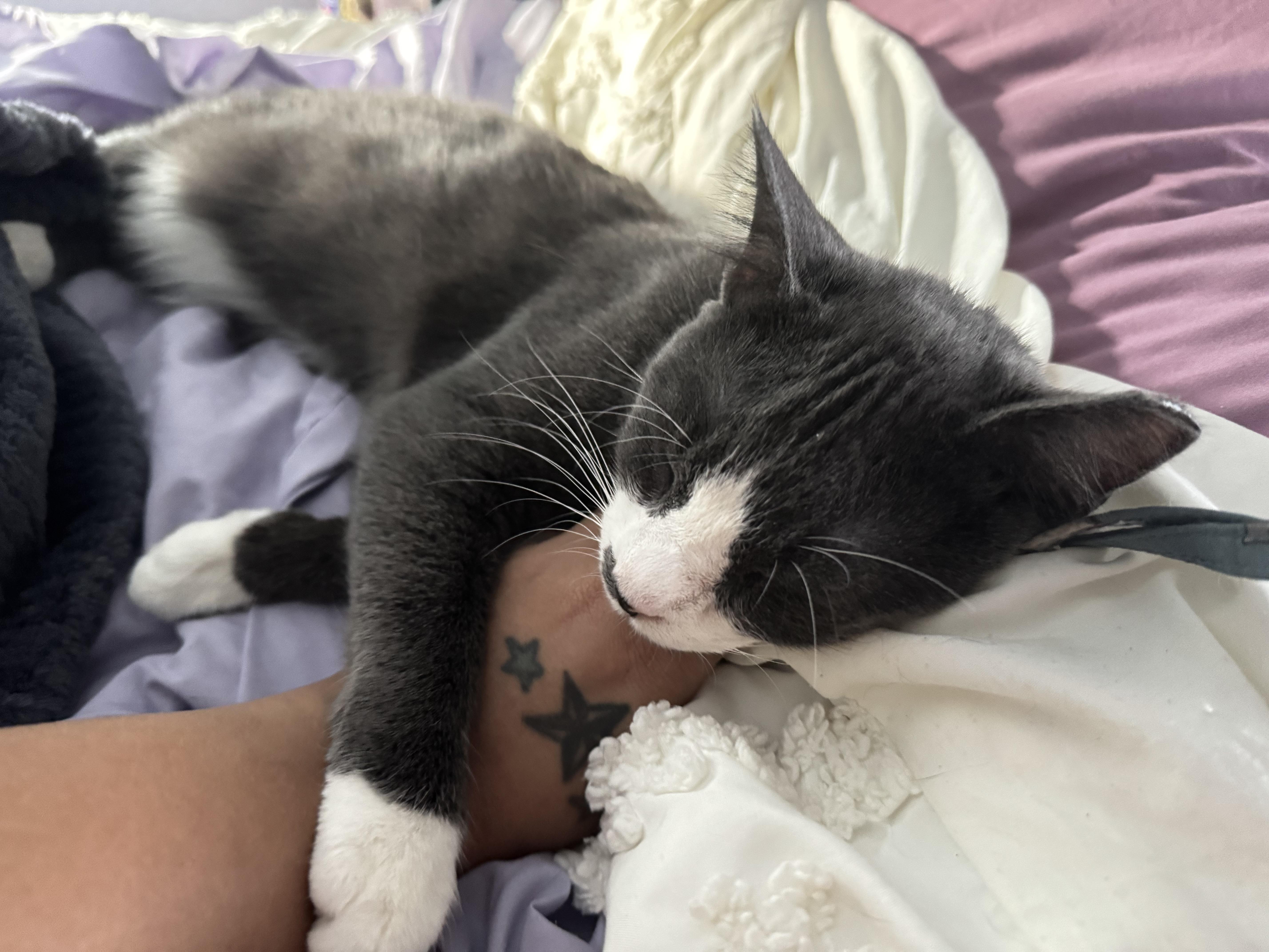 Enlarge Kitty, a ADOPTABLE Domestic Short Hair in largo, FL image 3/4