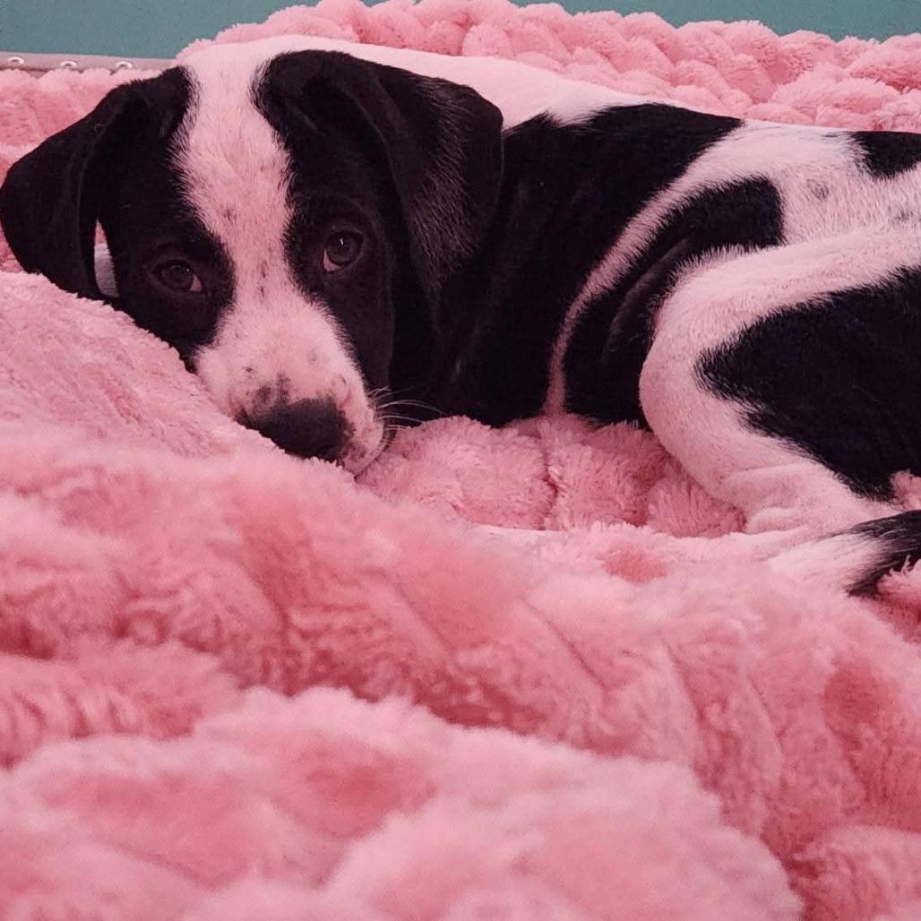 Leia, Adoptable, Puppy Female Mixed Breed.