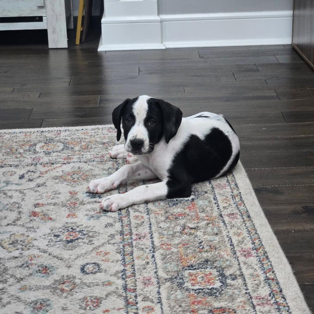 Enlarge Leia, a Adoptable Mixed Breed in Joliet, IL image 3/4