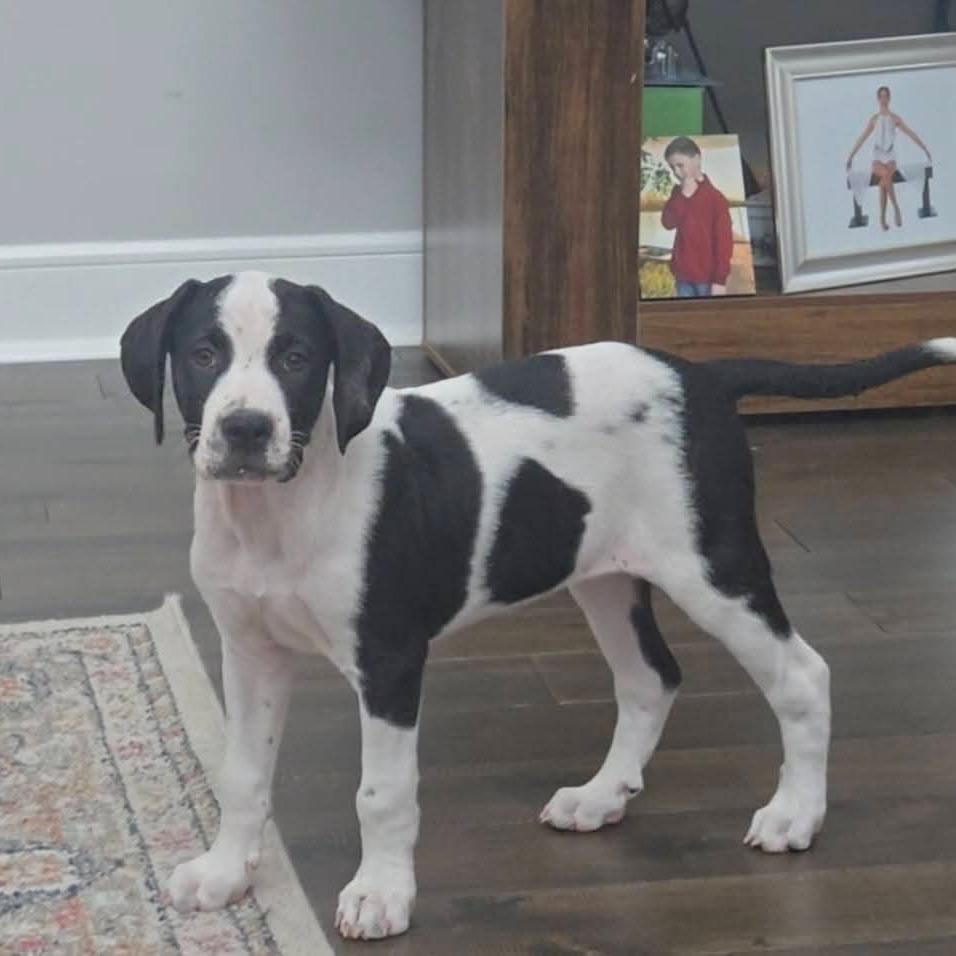 Enlarge Leia, a Adoptable Mixed Breed in Joliet, IL image 4/4