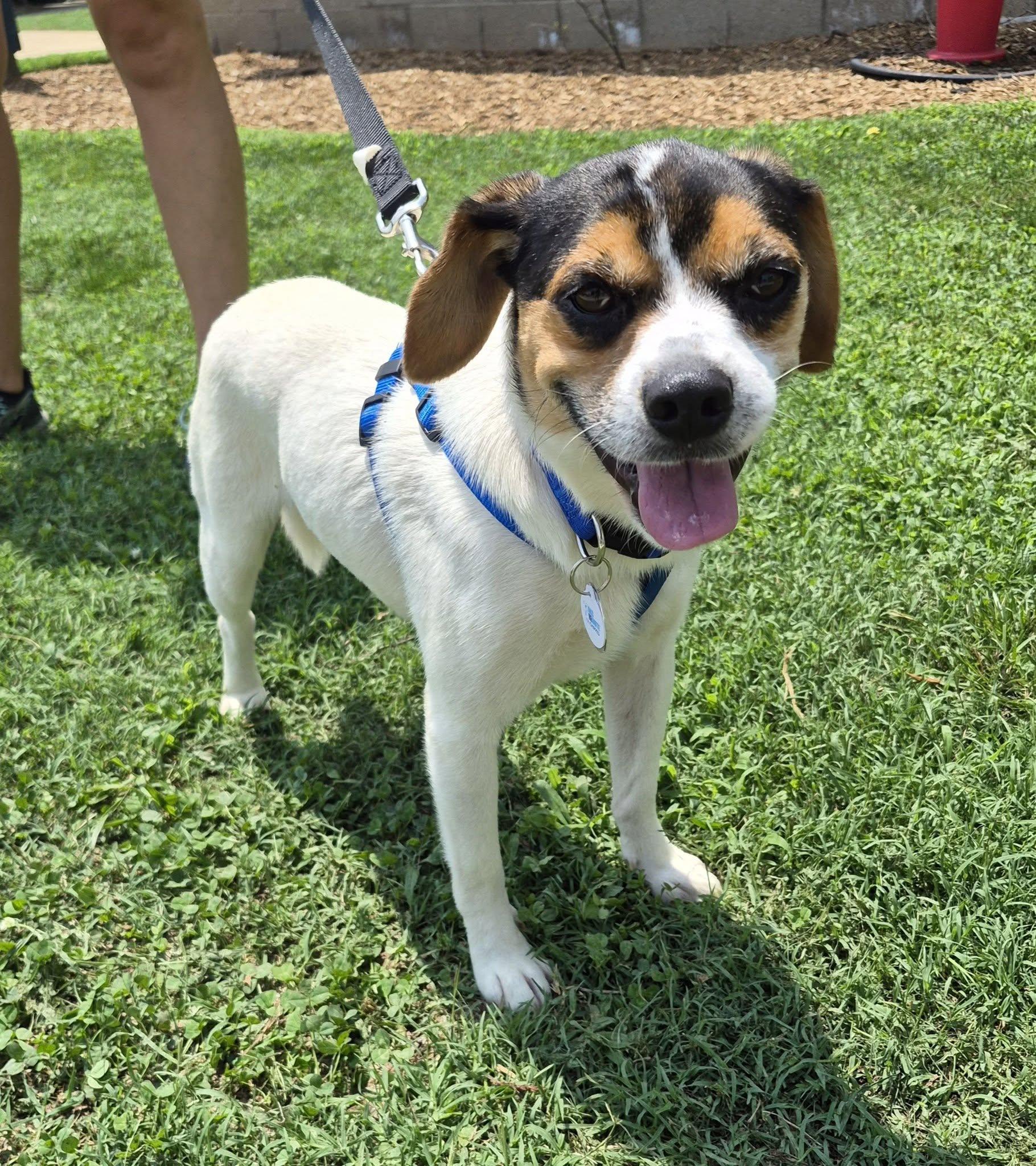 Bingo, a Adoptable mixed breed in Statesville, NC image 3/6