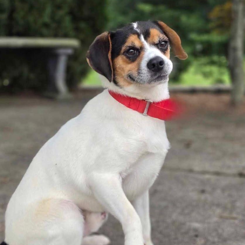 Bingo, a Adoptable mixed breed in Statesville, NC image 1/6