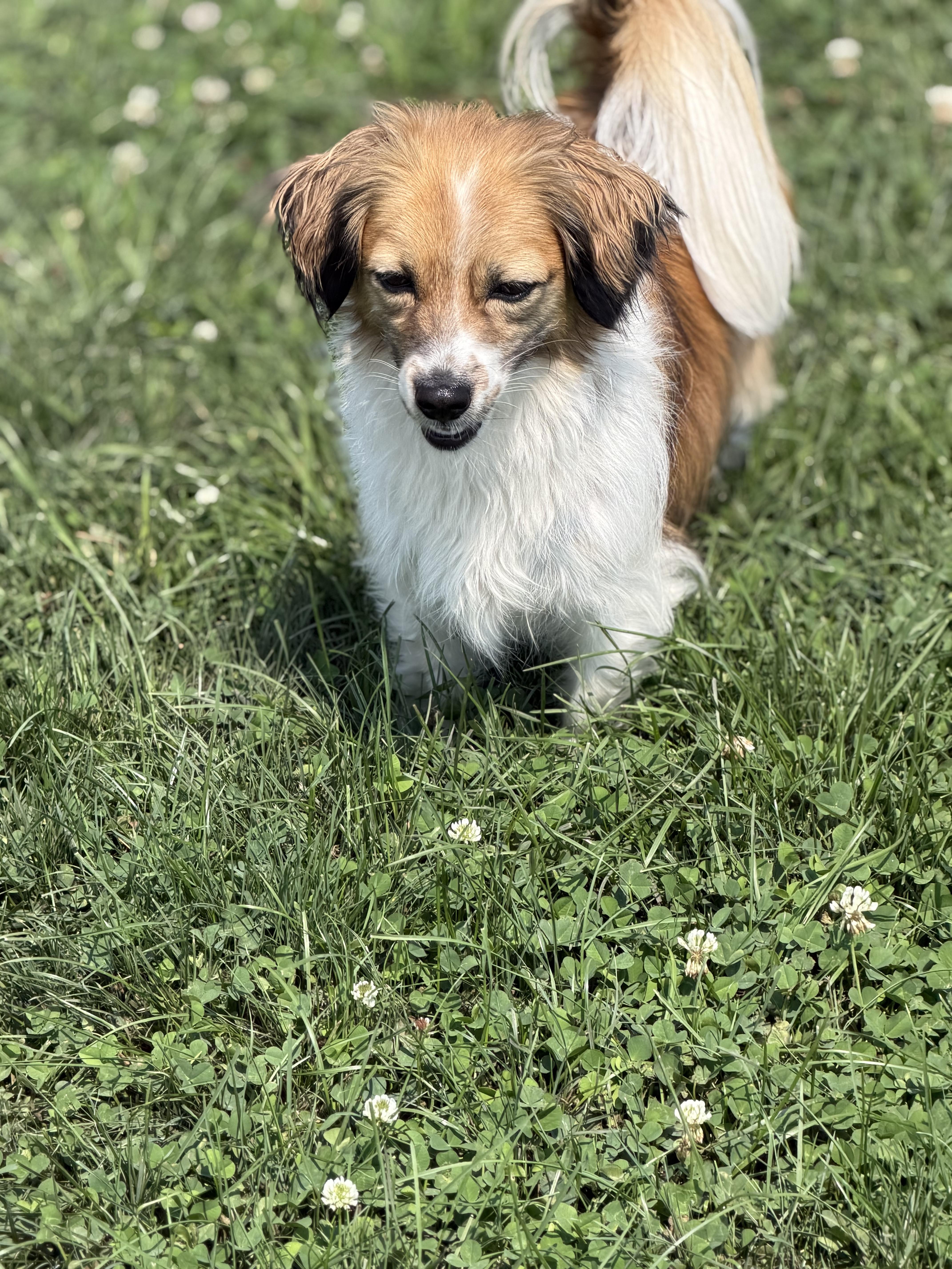 Darla, adoptable, Adult Female Mixed Breed.