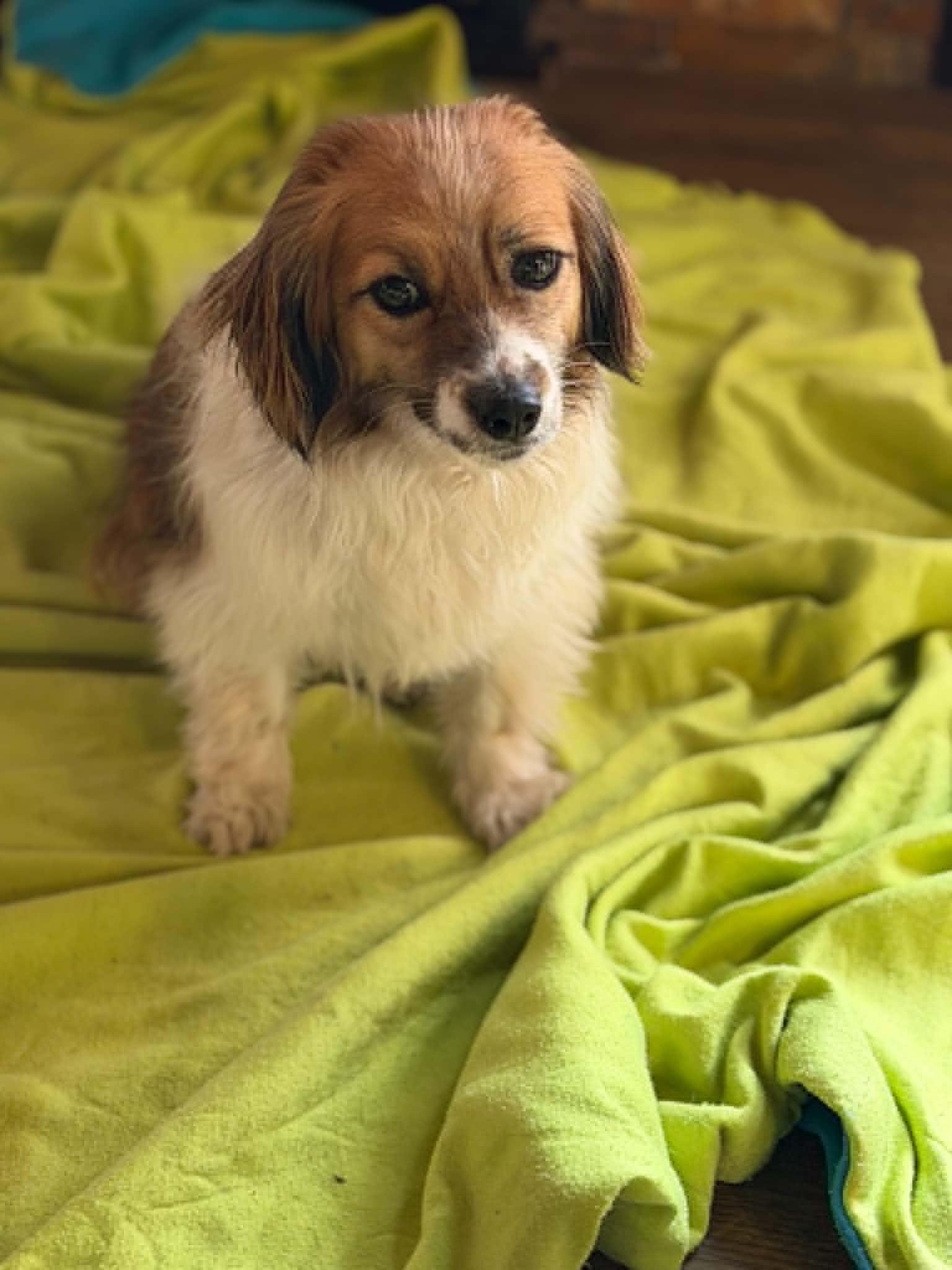 Darla, an adoptable Mixed Breed in Watertown, WI image 2/3