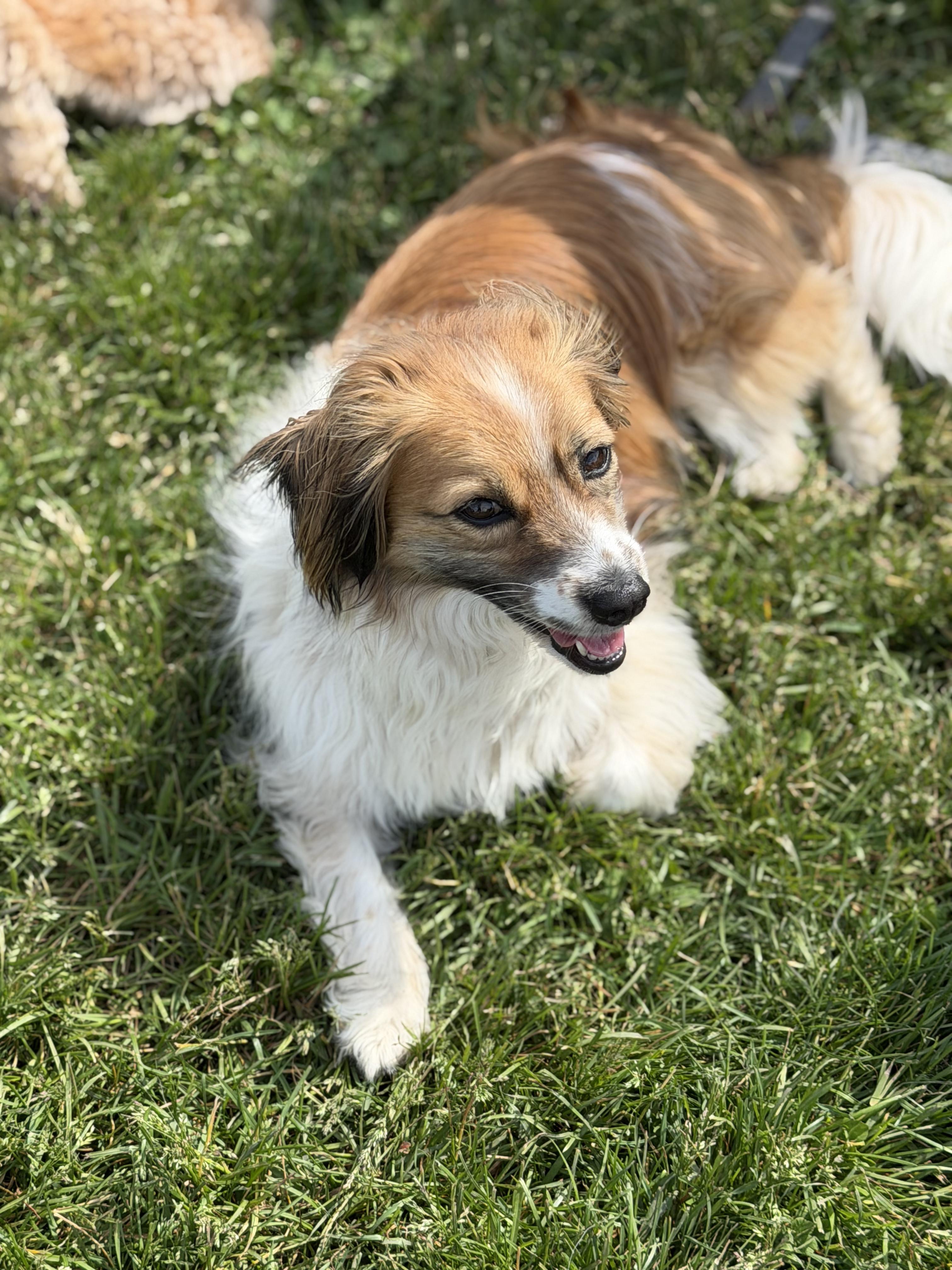 Darla, adoptable, Adult Female Mixed Breed.