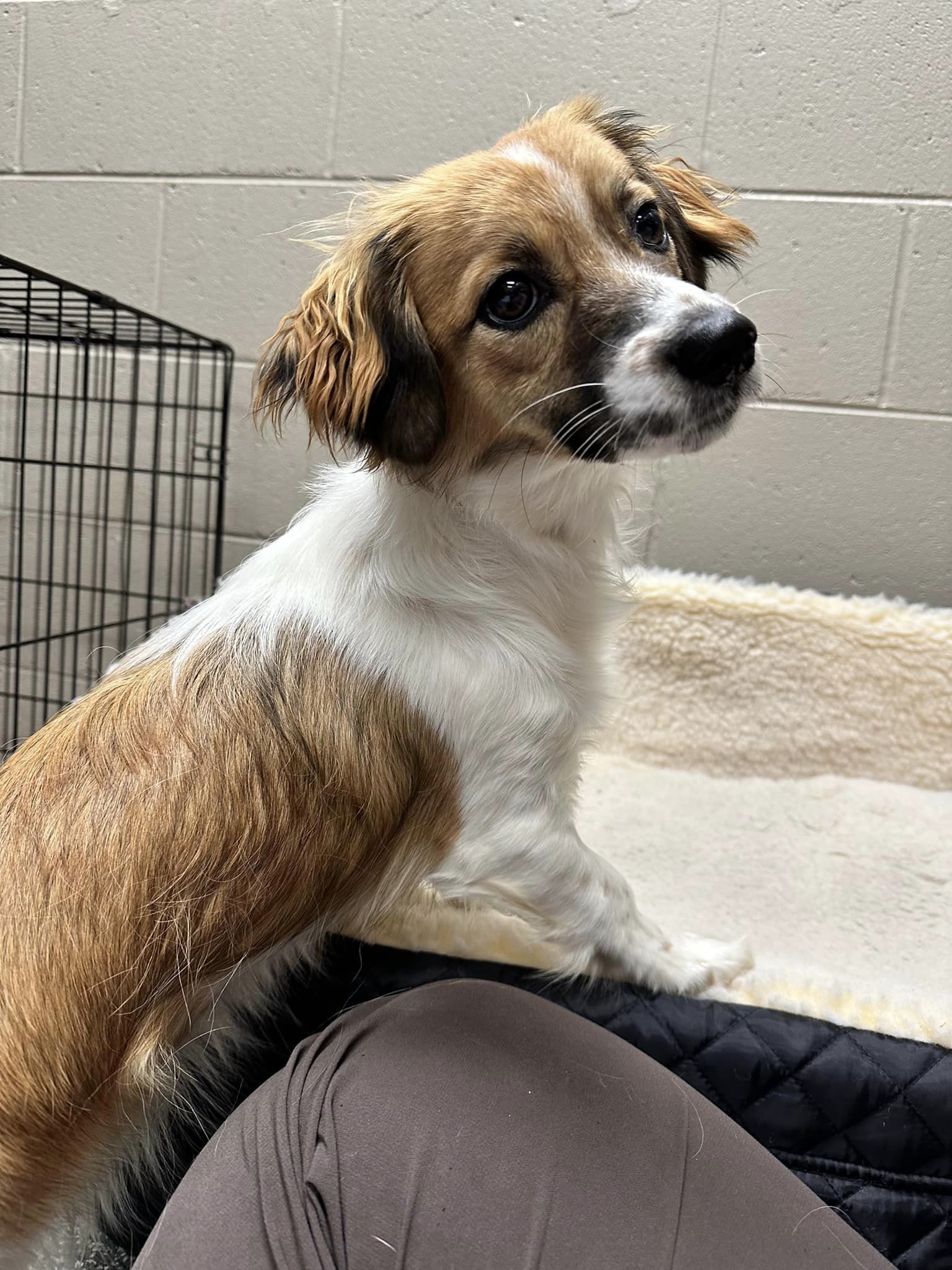 Darla, adoptable, Adult Female Mixed Breed.