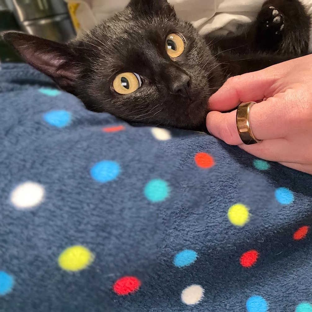 Valentino, ADOPTABLE, Kitten Male Domestic Short Hair.