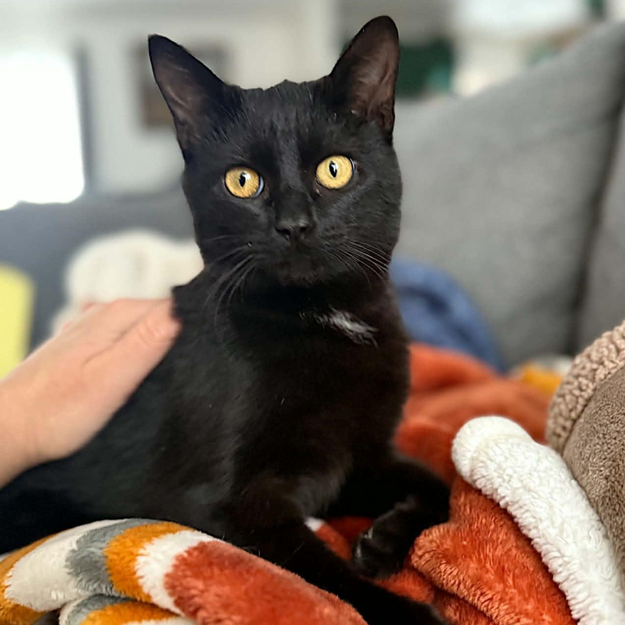 Enlarge Valentino, a ADOPTABLE Domestic Short Hair in LEETONIA, OH image 2/2