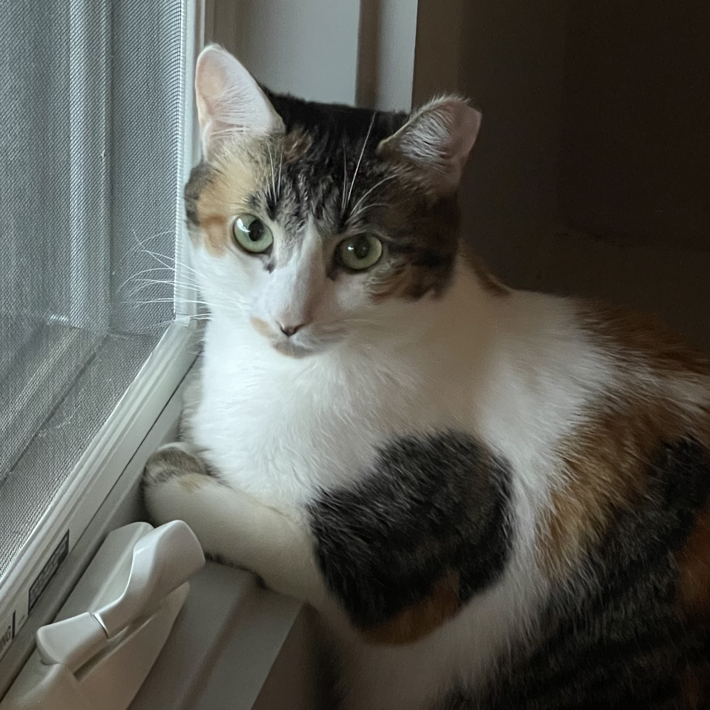 Blanche, Adoptable, Young Female Calico.