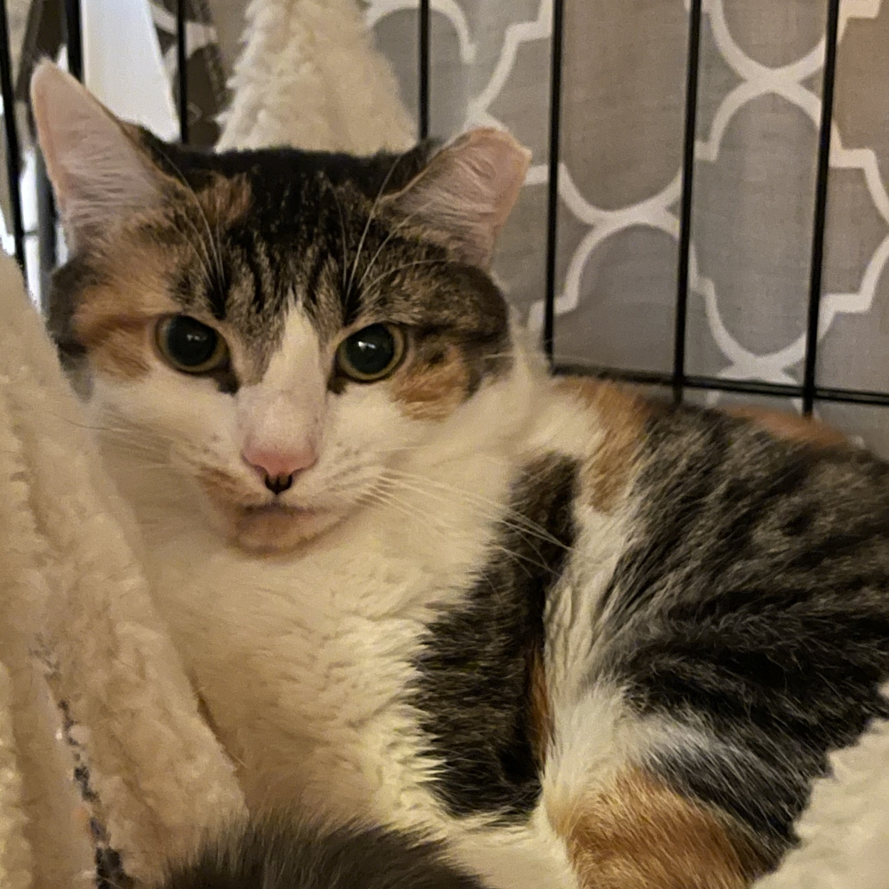 Blanche, a Adoptable Calico in Closter, NJ image 2/10