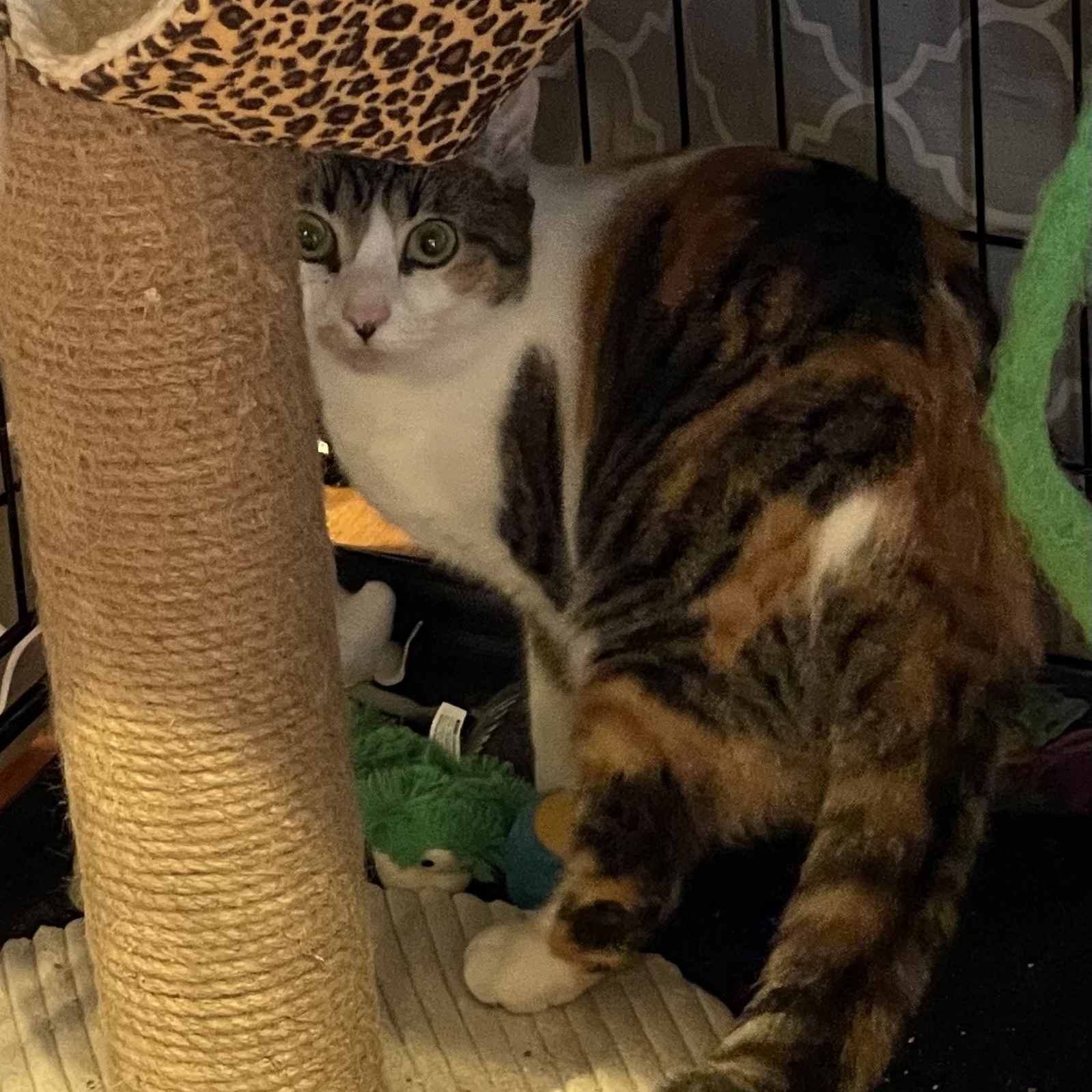 Blanche, Adoptable, Young Female Calico.