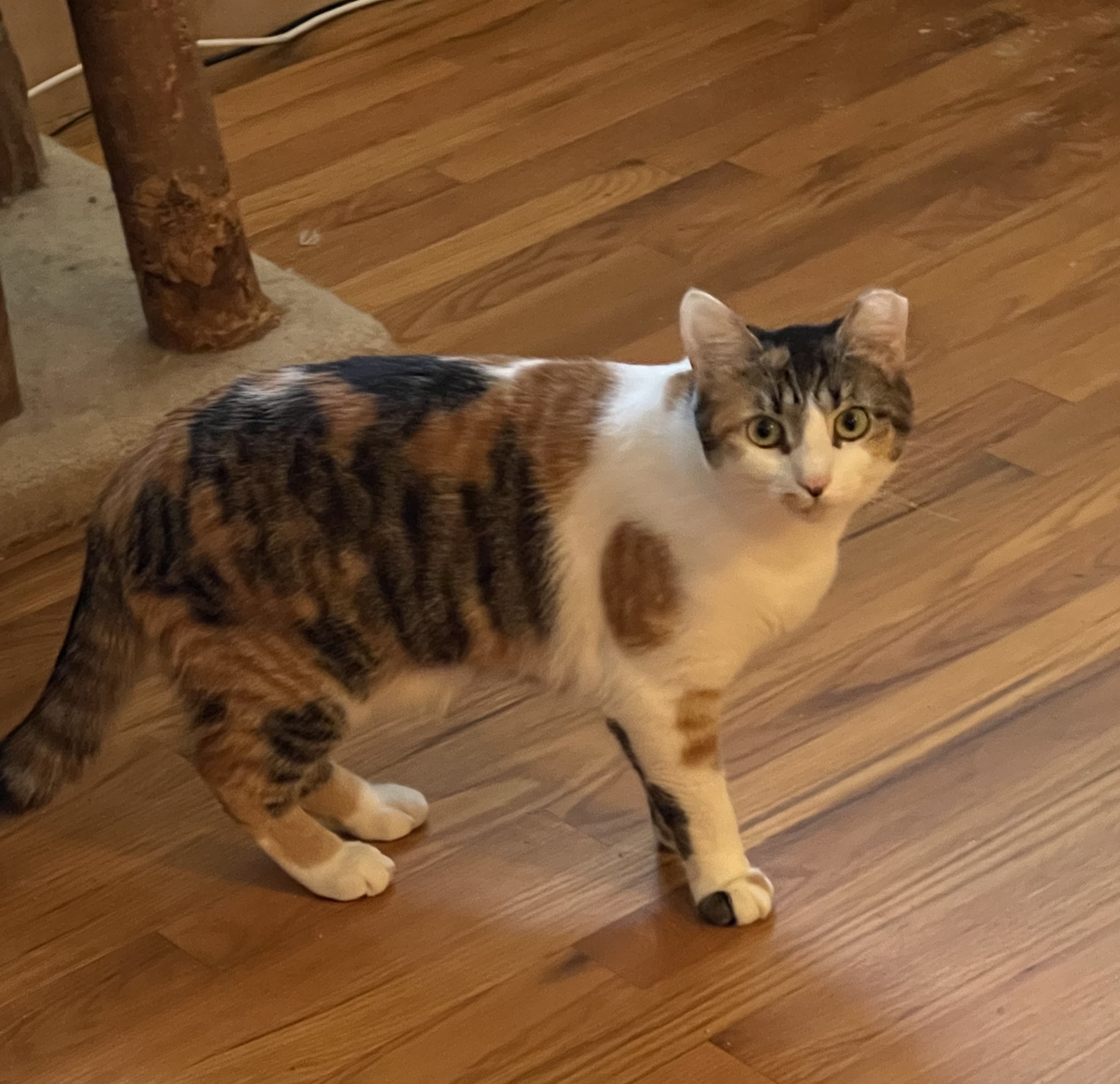 Blanche, a Adoptable Calico in Closter, NJ image 4/10