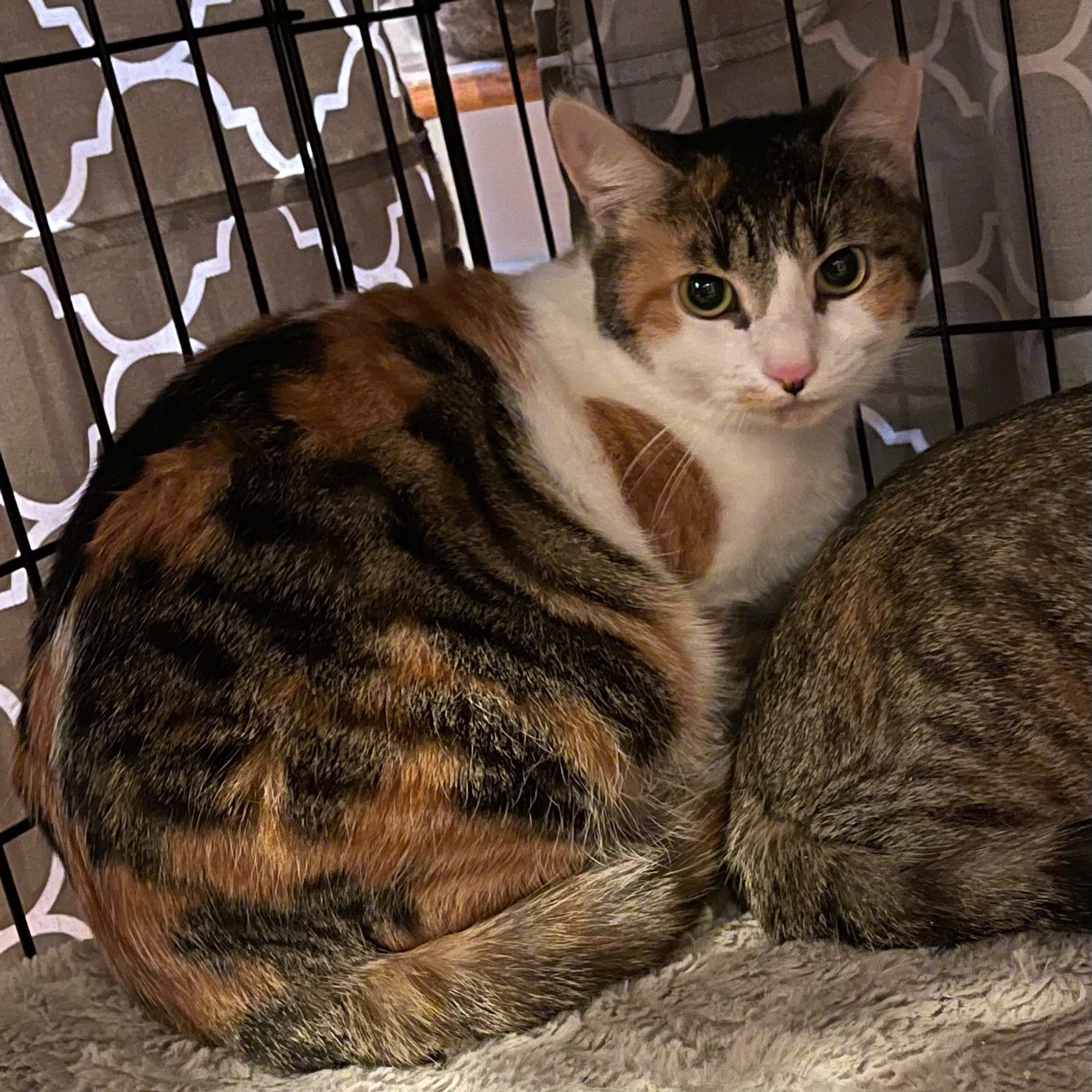 Blanche, a Adoptable Calico in Closter, NJ image 5/10