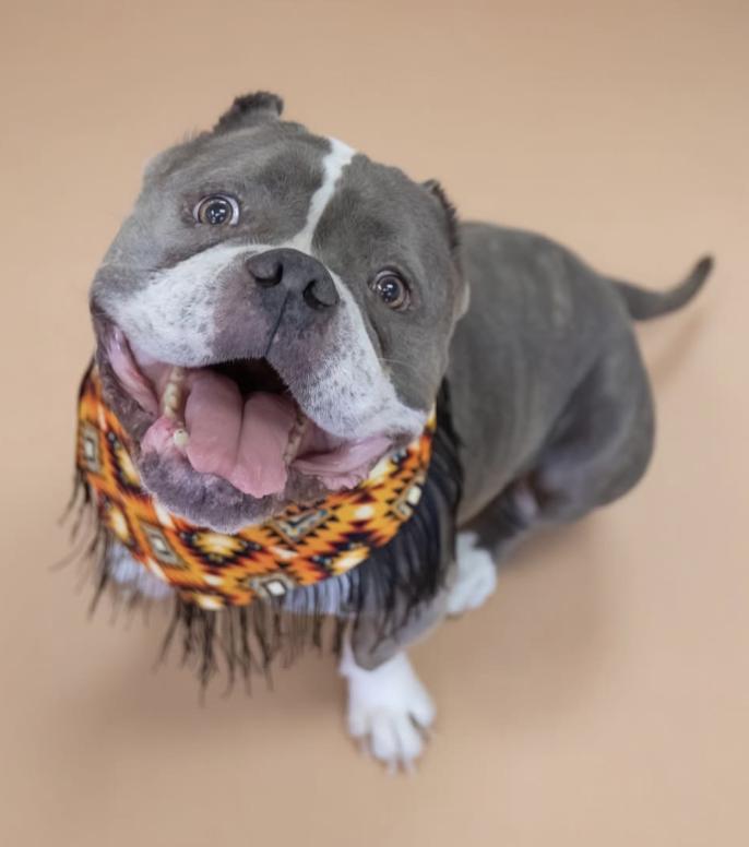 Reign, a Adoptable Pit Bull Terrier in Scottsdale, AZ image 1/5