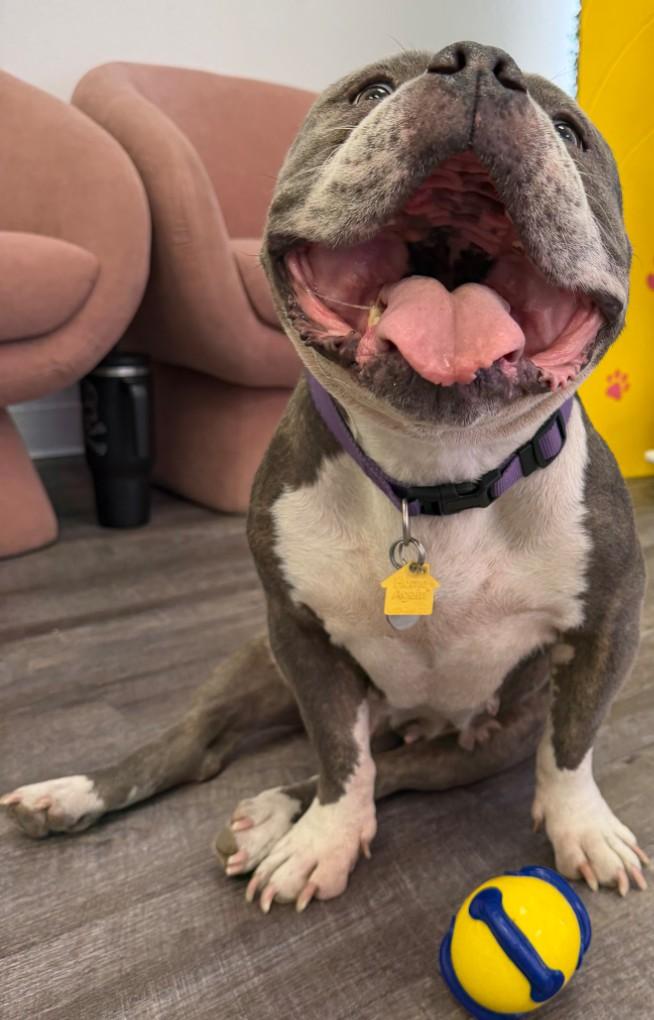 Reign, a Adoptable Pit Bull Terrier in Scottsdale, AZ image 4/5