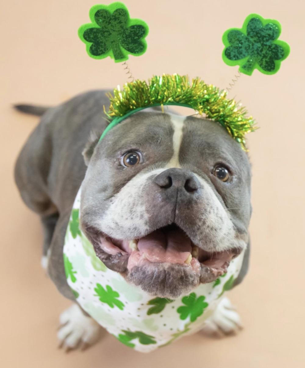 Reign, a Adoptable Pit Bull Terrier in Scottsdale, AZ image 5/5