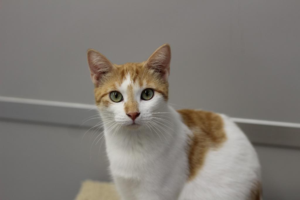 Enlarge Mochi, a Adoptable mixed breed in Rockford, IL image 1/3