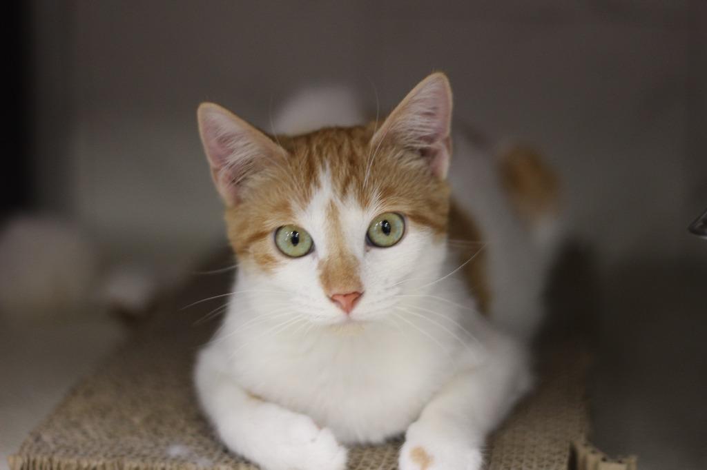 Enlarge Mochi, a Adoptable mixed breed in Rockford, IL image 1/3