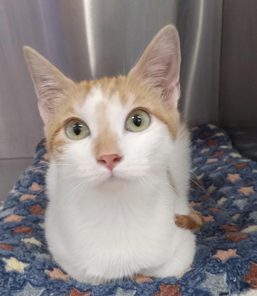 Enlarge Mochi, a Adoptable mixed breed in Rockford, IL image 3/3