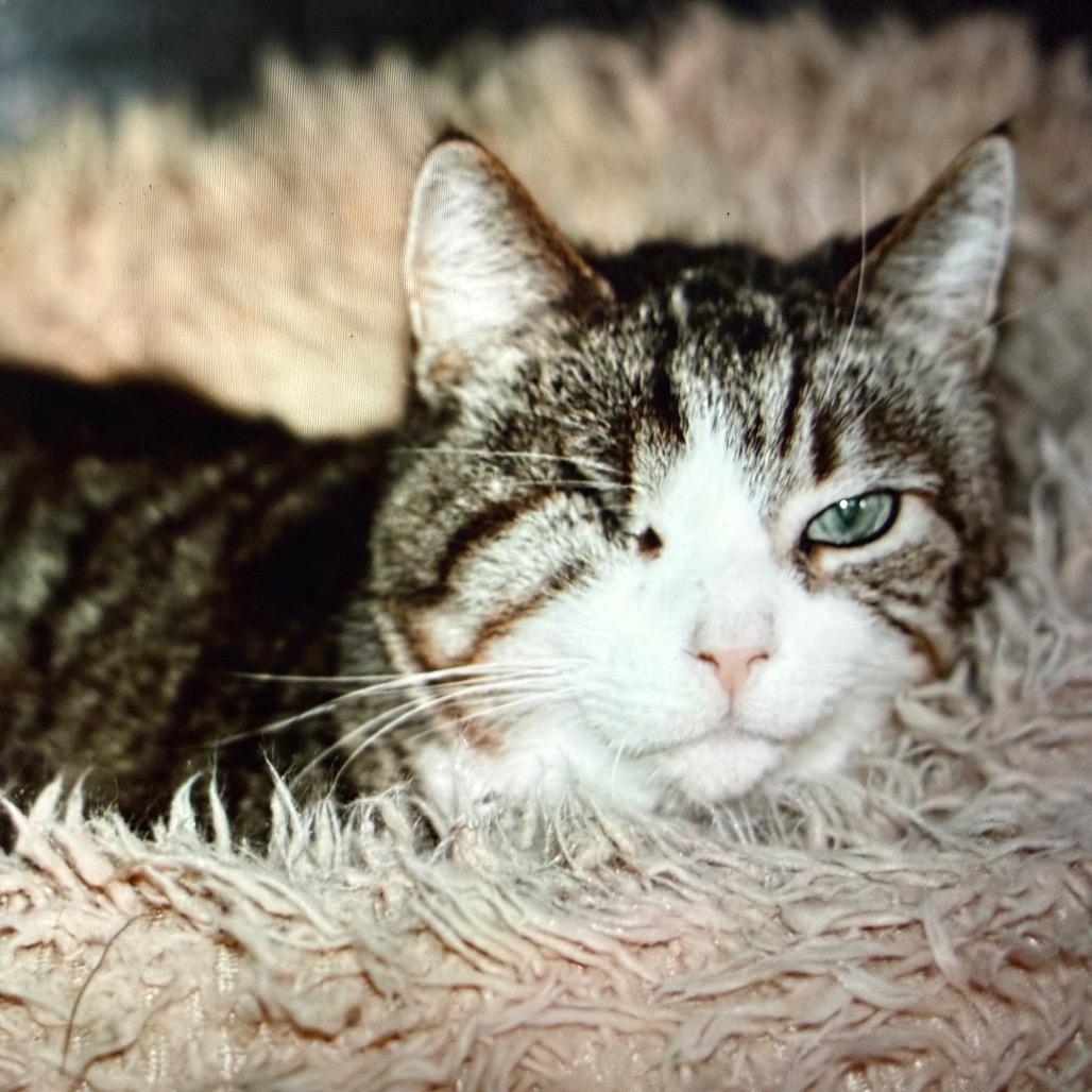 Enlarge Faudi, a Adoptable Domestic Short Hair in Melbourne, KY image 1/1