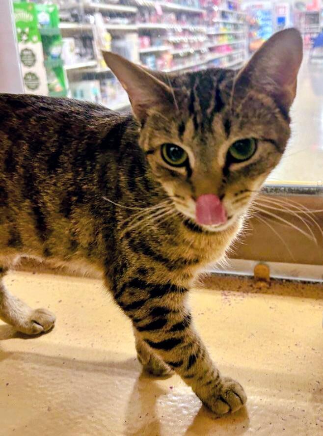 Rigby, a Adoptable Tabby in Waynesboro, VA image 3/6