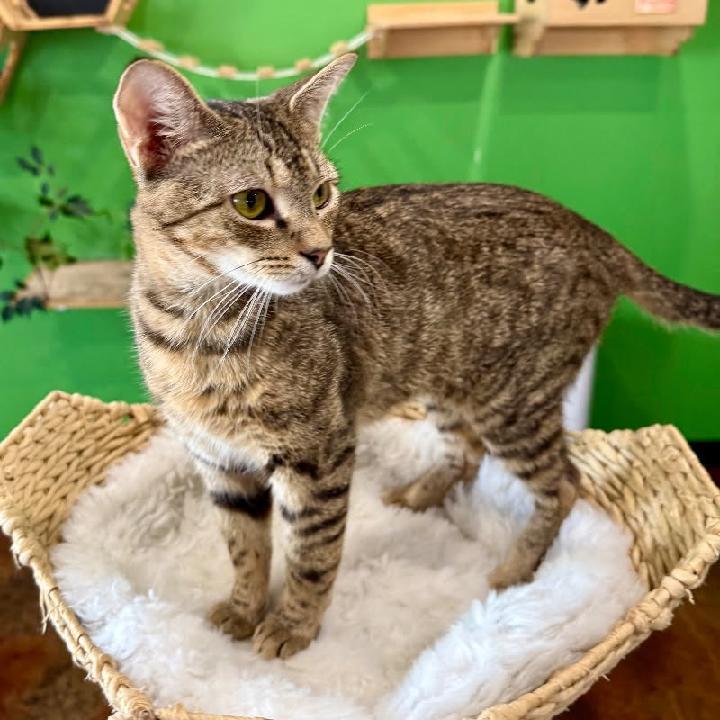 Rigby, a Adoptable Tabby in Waynesboro, VA image 6/6