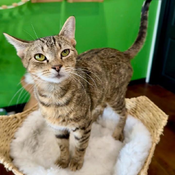 Rigby, a Adoptable Tabby in Waynesboro, VA image 5/6