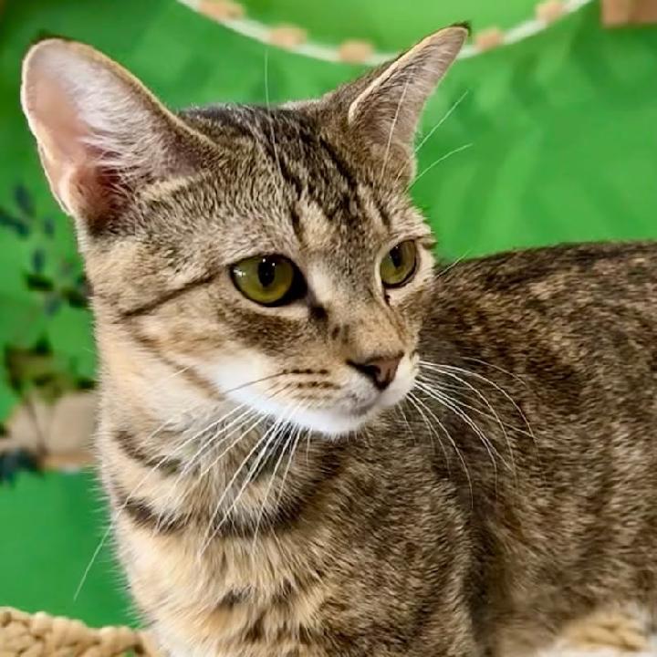 Rigby, a Adoptable Tabby in Waynesboro, VA image 4/6