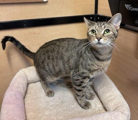 Rigby, Adoptable, Kitten Female Tabby.